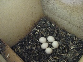 5 Eastern Rosella Eggs